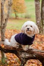 Adorable Maltese dog in a purple sweater standing on a log in an autumn park