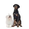 An adorable Maltese and an ErdÃÂ©lyi kopÃÂ³ sitting on white background