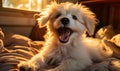 Adorable Maltese and Poodle mix puppy with a joyful expression lying comfortably on a bed in warm sunlight