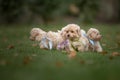 Maltipoo dog. Adorable Maltese and Poodle mix Puppy Royalty Free Stock Photo