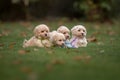 Maltipoo dog. Adorable Maltese and Poodle mix Puppy