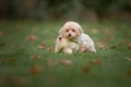 Maltipoo dog. Adorable Maltese and Poodle mix Puppy Royalty Free Stock Photo