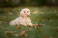 Maltipoo dog. Adorable Maltese and Poodle mix Puppy Royalty Free Stock Photo