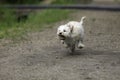 Adorable Maltipoo Puppy Royalty Free Stock Photo