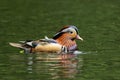 Adorable mandarin duck swimming in pond with water in summer Royalty Free Stock Photo