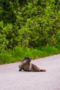 Adorable Marmot in Banff National Park, Canada Royalty Free Stock Photo