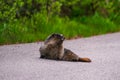 Adorable Marmot in Banff National Park, Canada Royalty Free Stock Photo