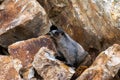 Adorable Marmot in Banff National Park, Canada Royalty Free Stock Photo