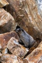 Adorable Marmot in Banff National Park, Canada Royalty Free Stock Photo