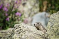 Marmot groundhog emerging from its burrow in the alpine rockies