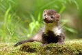 Adorable marten