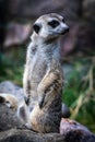 Adorable meerkat perched atop a rocky outcrop.