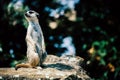 Adorable meerkat sitting on a rock