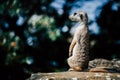 Adorable meerkat sitting on a rock Royalty Free Stock Photo