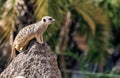 Adorable meerkat standing on a large sandstone rock