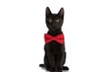 Adorable metis black cat wearing red bowtie and sitting in studio