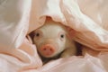 Adorable mini pig sleeping on pink blanket. Happy funny little piglet resting in bed at home Royalty Free Stock Photo