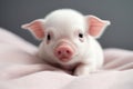 Adorable mini pig sleeping on pink blanket. Happy funny little piglet resting in bed at home Royalty Free Stock Photo