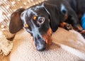 Adorable miniature dachshund puppy with floppy ears resting on a cushion on a sofa. Royalty Free Stock Photo