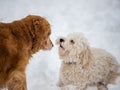Adorable miniature goldendoodle playing with a golden retriever in the snowy field Royalty Free Stock Photo