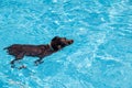 Adorable miniature pinscher dog swimming in the pool
