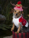 Adorable Mixed Breed Dog In Basket Wearing Reindeer Hat