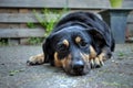 Adorable mixed breed dog resting on the ground
