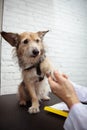 Adorable mixed breed shelter dog at the veterinary clinic Royalty Free Stock Photo