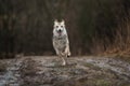 Young sheperd dog shaking off water at nature Royalty Free Stock Photo