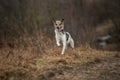 Young sheperd dog shaking off water at nature Royalty Free Stock Photo