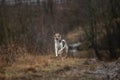 Young sheperd dog shaking off water at nature Royalty Free Stock Photo