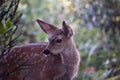 Adorable Moment With Mother Deer Cleaning Her Baby Fawn Royalty Free Stock Photo