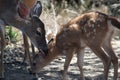 Adorable Moment With Mother Deer Cleaning Her Baby Fawn Royalty Free Stock Photo