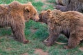 Adorable moment of two brown bears playing on grass in lush cabarceno natural park, cantabria, spain Royalty Free Stock Photo