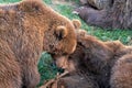 Adorable moment of two brown bears playing on grass in lush cabarceno natural park, cantabria, spain Royalty Free Stock Photo