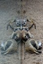 Adorable mongooses laying and resting