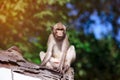 Adorable monkey sitting on a mouldy wood on blurred nature background. Royalty Free Stock Photo