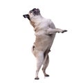 An adorable Mops or Pug standing on hind legs