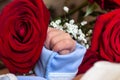 Adorable mother and baby hands in bed of red roses. Red rose in the hands of a newborn. Red rose in the hands of a newborn baby. Royalty Free Stock Photo