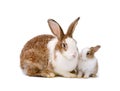 Adorable mother rabbit and baby rabbit on white background