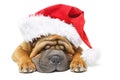 Shar pei puppy in christmas hat Royalty Free Stock Photo