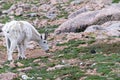 Adorable mountain goat grazes on grass on the summit of Mt. Evans in Colorado