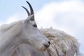 Adorable mountain goat grazes on grass on the summit of Mt. Evans in Colorado, side profile view