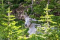 Adorable mountain goat with horns in between green trees in a park