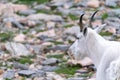 Adorable mountain goat side portrait on the summit of Mt. Evans in Colorado