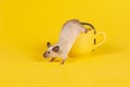 Adorable mouse climbing out of a yellow cup on a yellow background