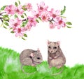 Adorable mouse, rat animals in green grass under spring flowering twig with pink flowers of cherry blossom. Watercolor Royalty Free Stock Photo