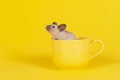 Adorable mouse sitting in a yellow cup on a yellow background