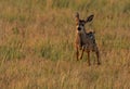 An Adorable Mule Deer Fawn Sprinting in a Meadow Royalty Free Stock Photo