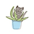 Adorable nasty cat eating houseplants. Naughty kitten gnawing plant growing in pot. Problematic behavior of disobedient